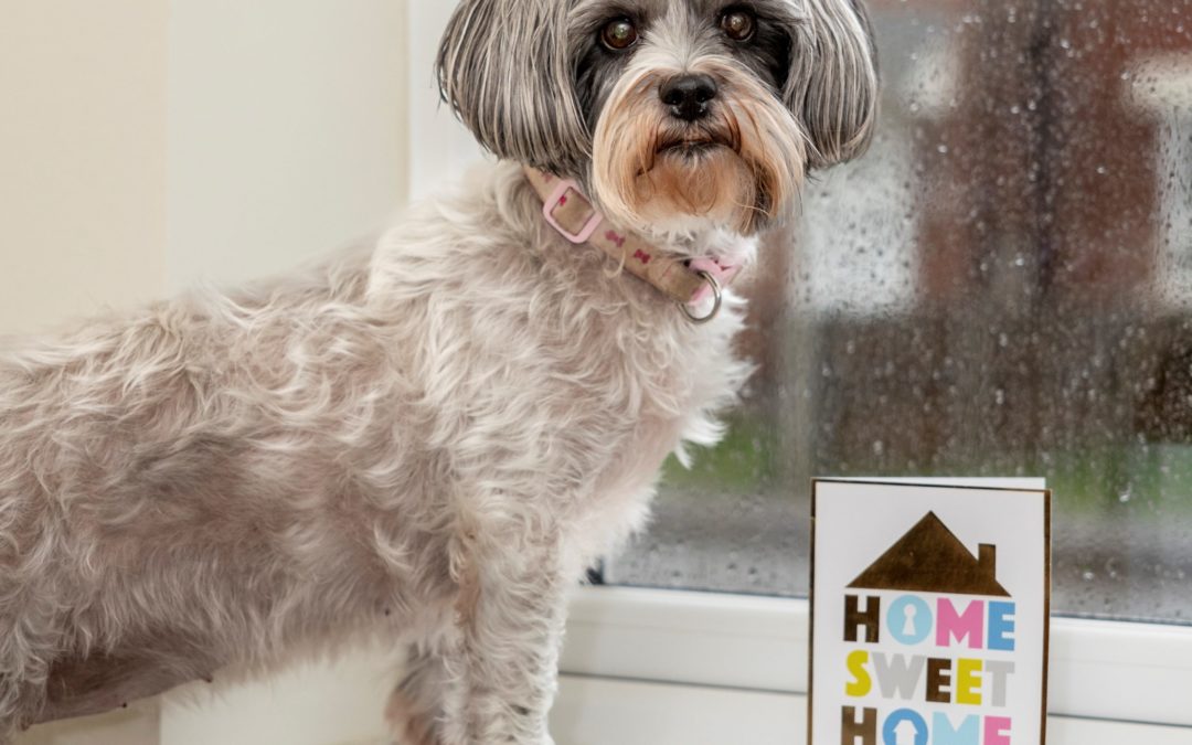 Small dog looks to camera standing next to a ‘Home Sweet Home’ celebration card